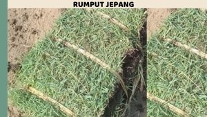 jual rumput jepang